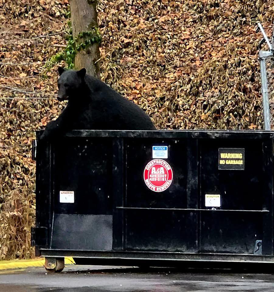 Why securing trash cans saves wildlife in Gatlinburg and Pigeon Forge