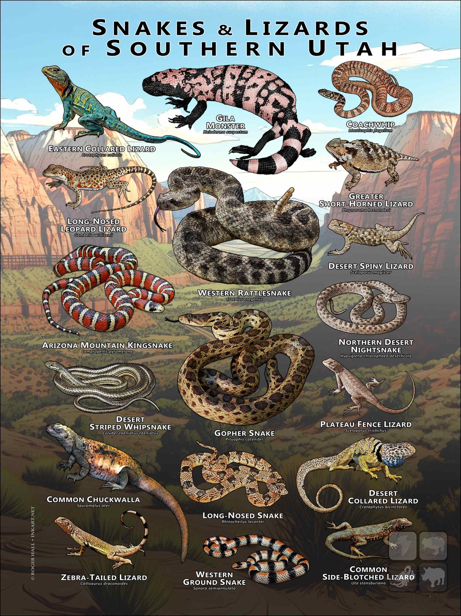 Biology | Snakes and Lizards of Southern Utah Poster by Roger Hall ...