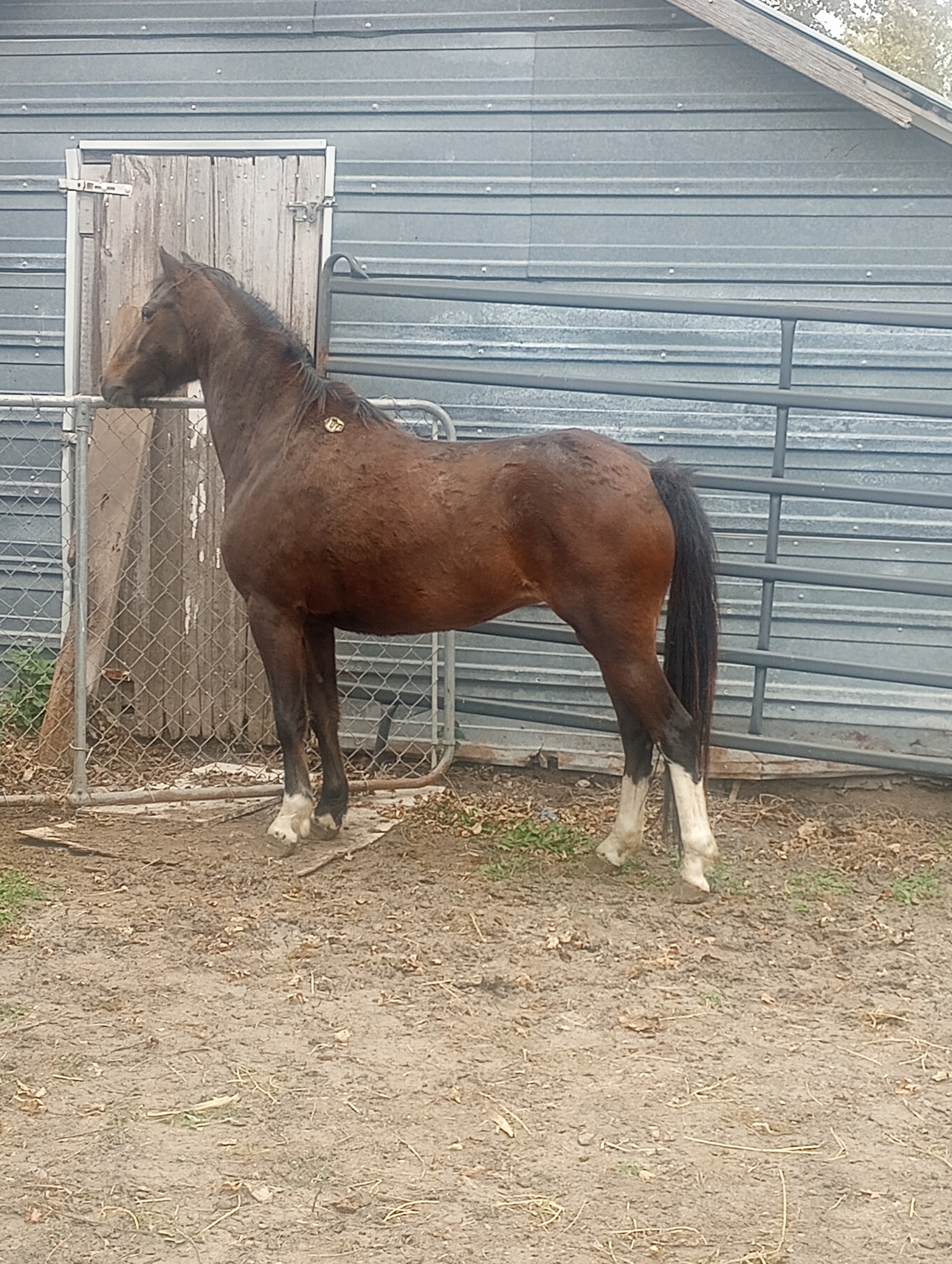 Windy Acres Stables Pony... - Windy Acres Stables Pony Rides