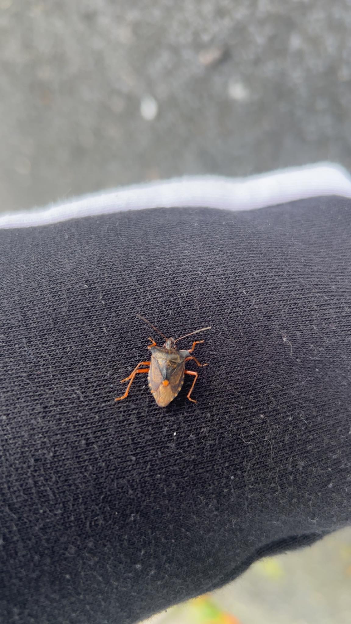 Insects and other Invertebrates of Britain and Europe | Facebook