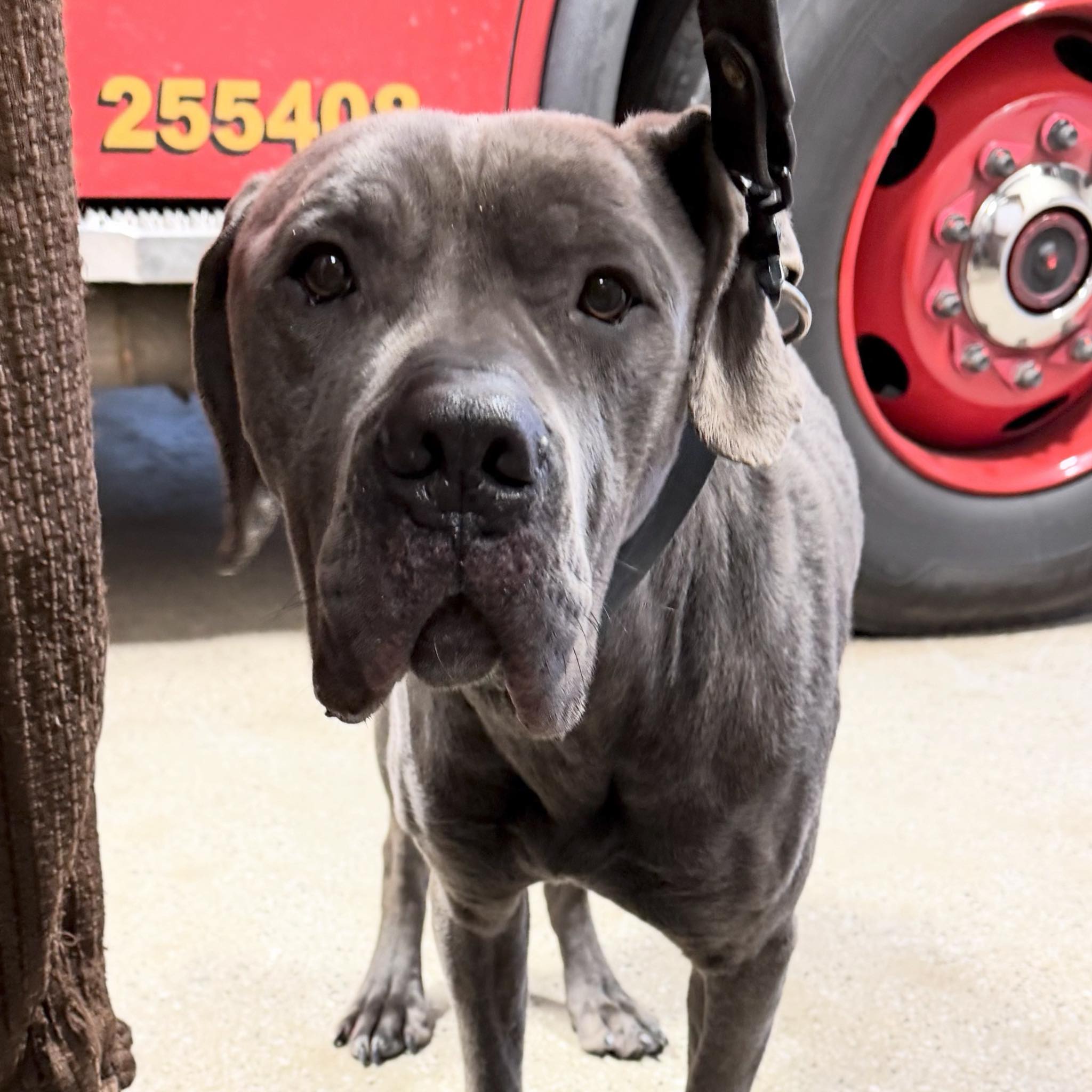 Detroit Dog Rescue | Detroit MI