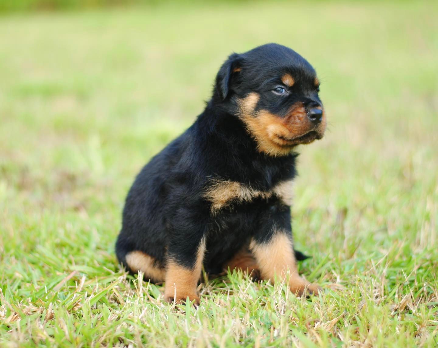 That side look 👀... - Mississippi Rottweiler Puppies