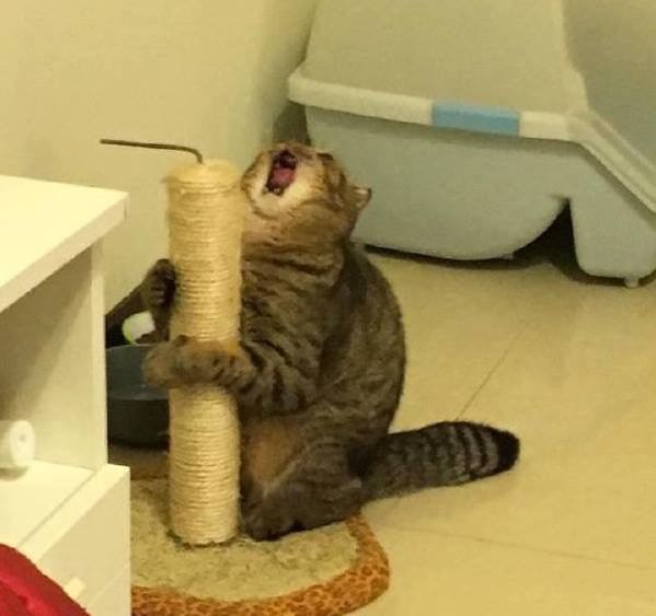 Cat Rumble - This is the best thing I've seen all week | Facebook