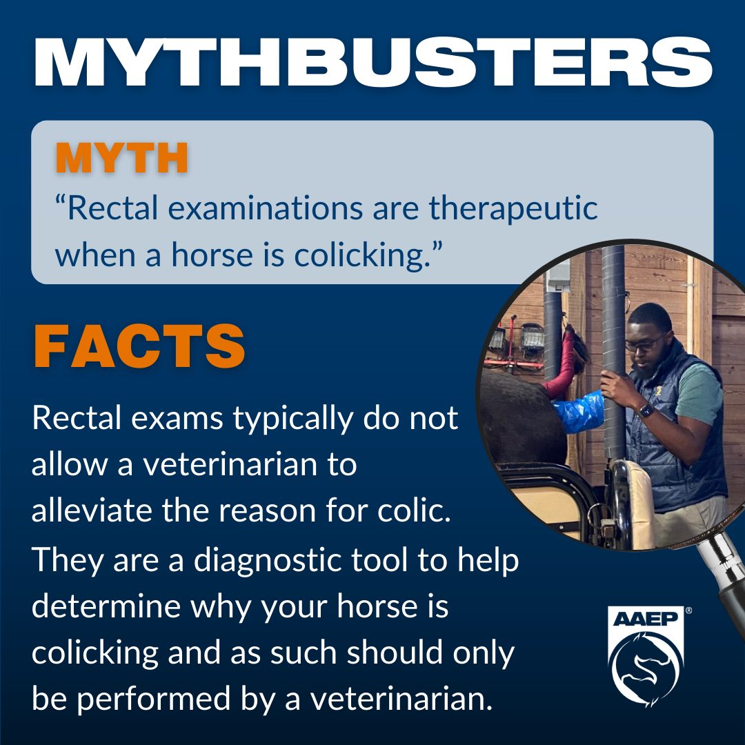 American... - American Association of Equine Practitioners