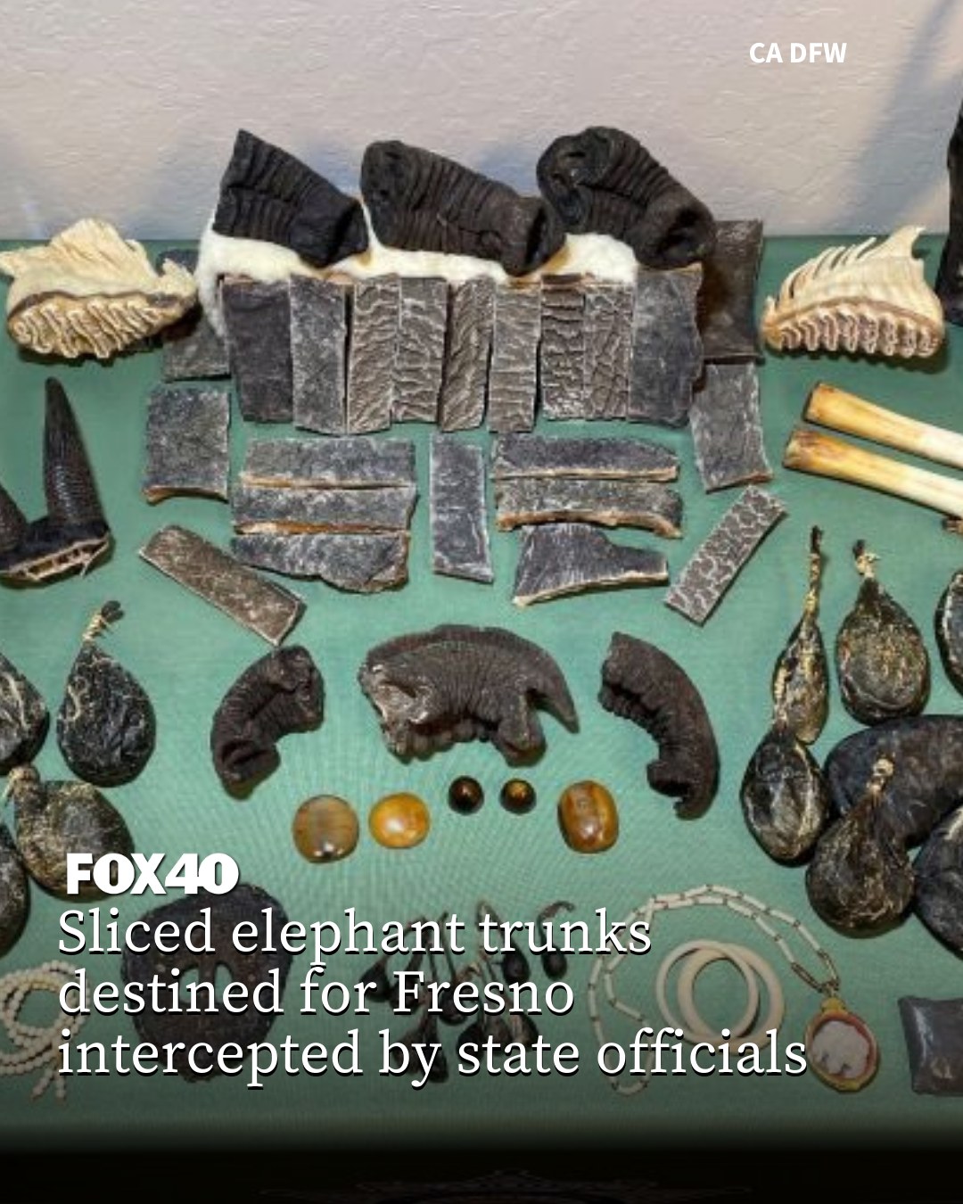 FOX40 - The investigation led CDFW investigators to uncover a