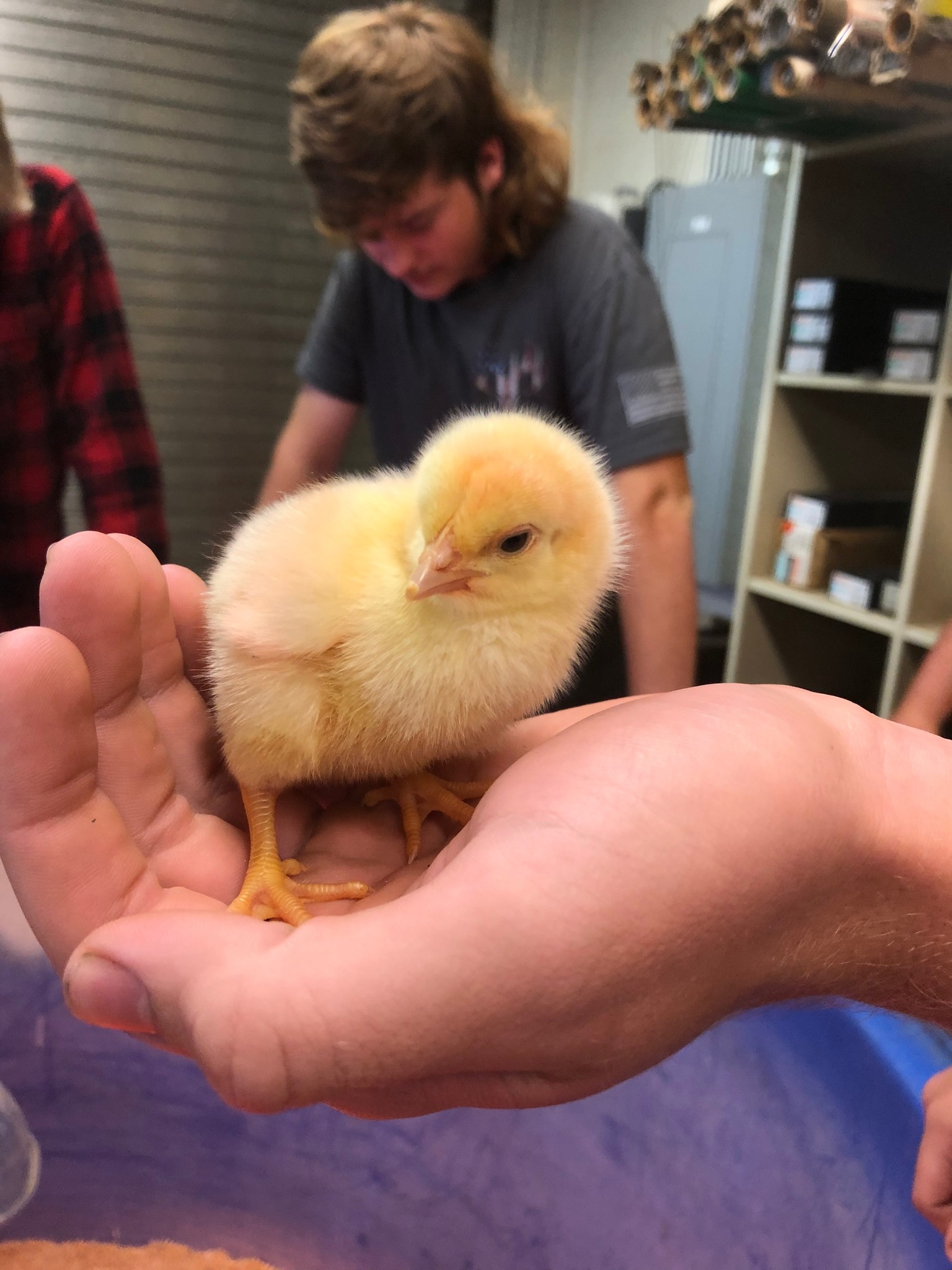 Our meat chicken project starts... - Chestnut Ridge FFA