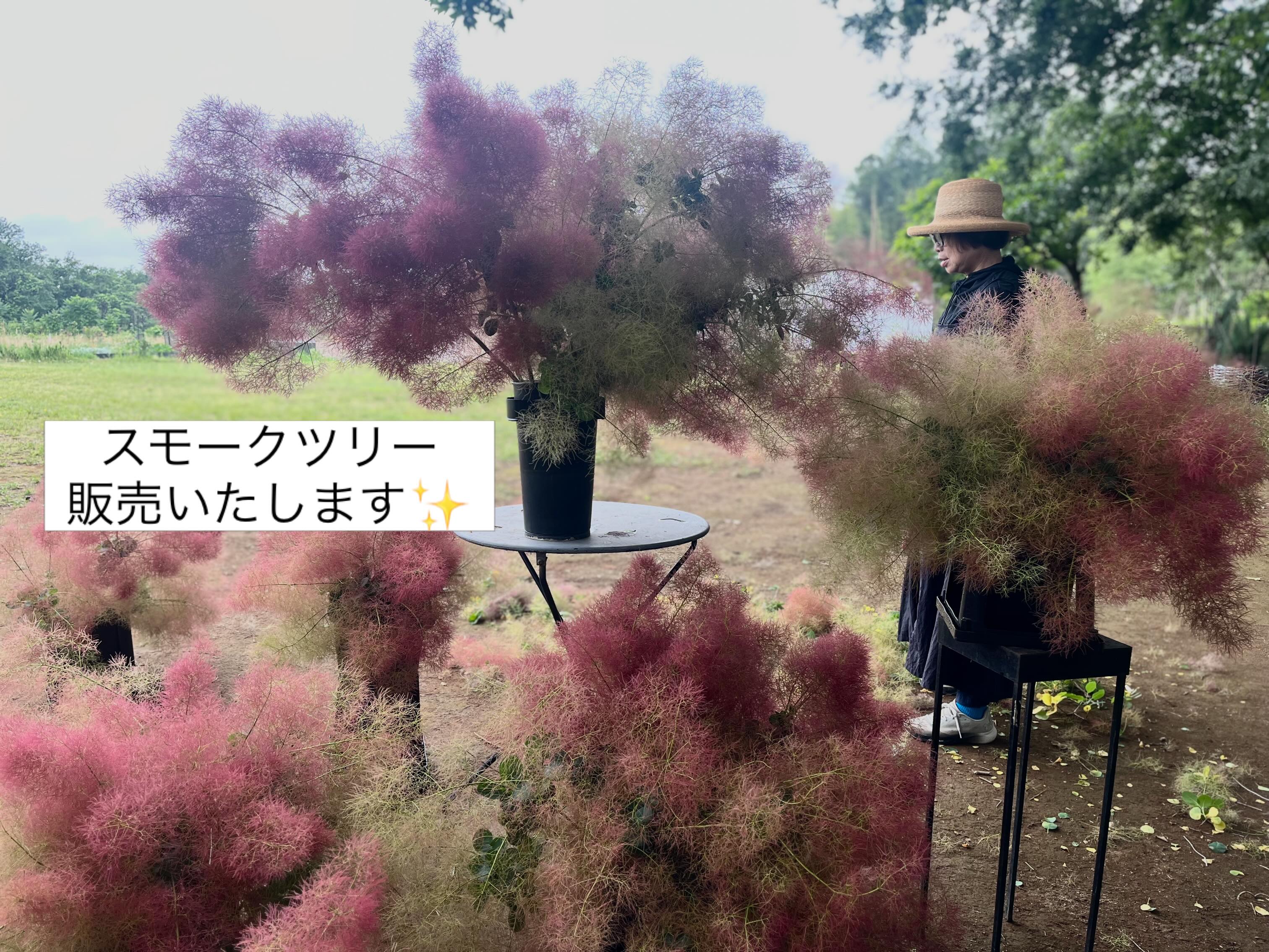 Atelier - . . 夏にピッタリ 【スターチスで作るリース】 . 小さな花が 
