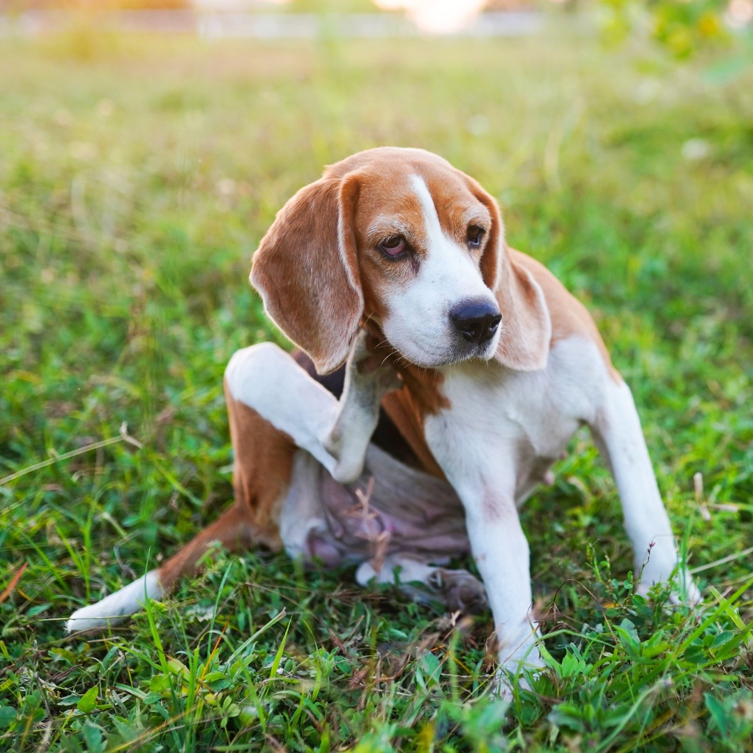 Curated visual reference: Gallery Detail: Atlantic Flea Allergy Dermatitis In Dogs Is An Allergic Reaction