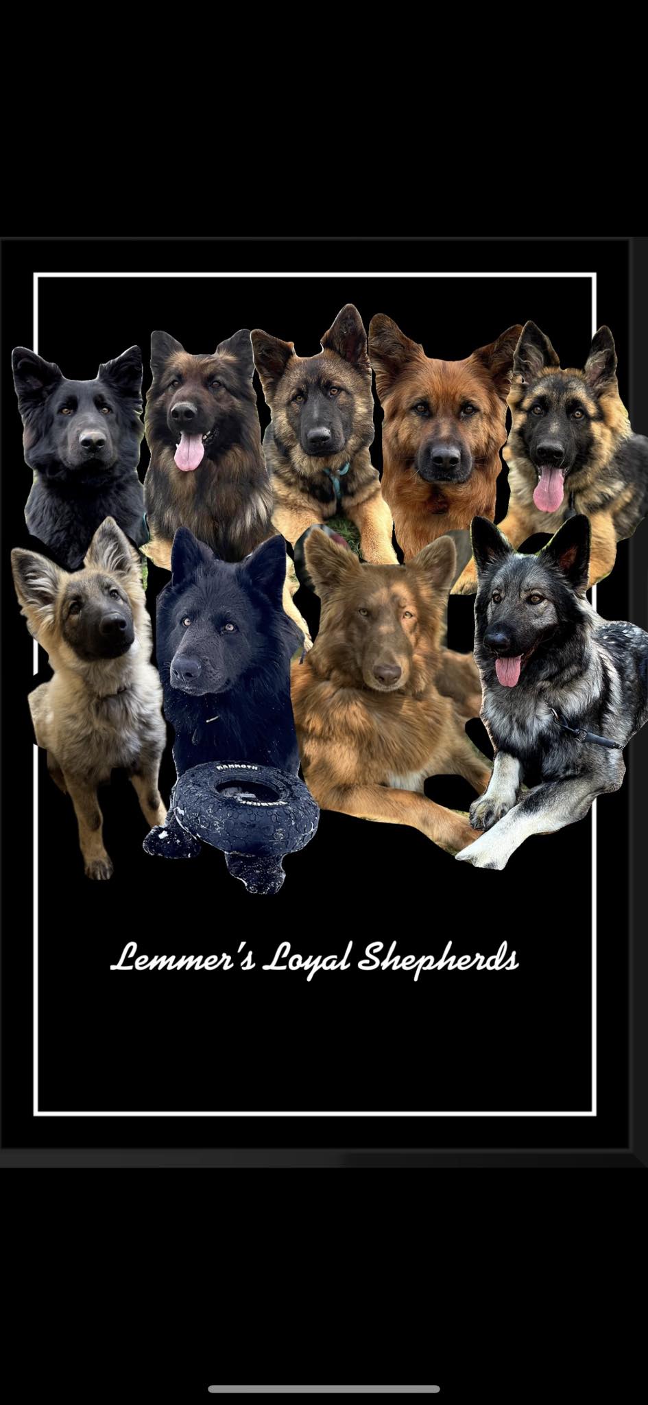 Lemmer’s Loyal Shepherds | Edgar WI