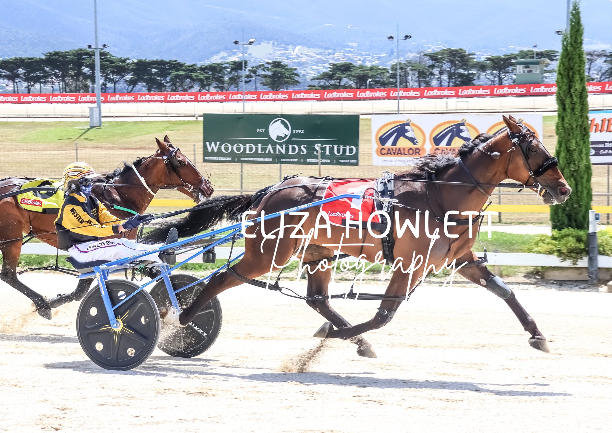 Racing WA Harness | Perth WA