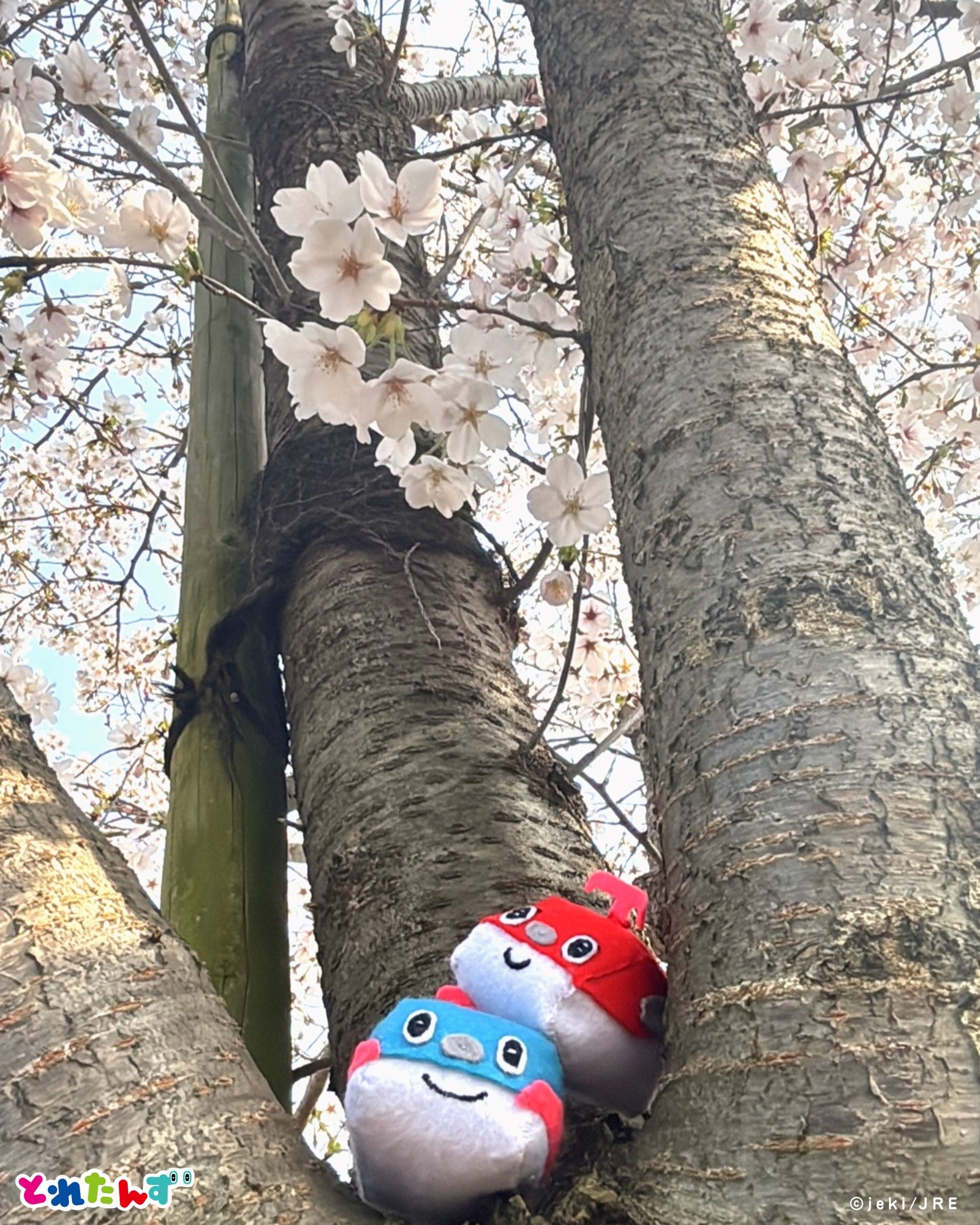 🌸🌸🌸 #お花見 #桜 #どこいことれたんず 👣🚄 🚀