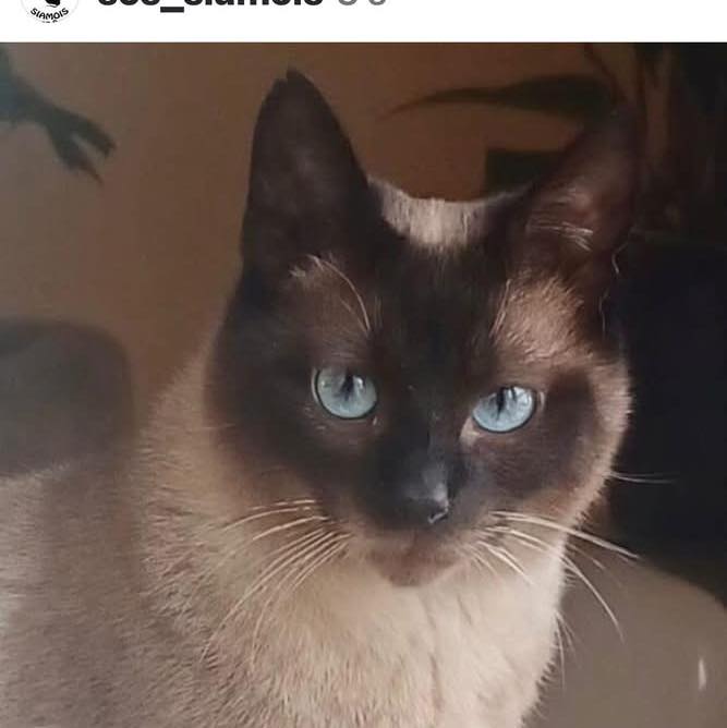 Bonjour 😸 Je m’appelle Osiris je... - Association Sos Siamois | Facebook