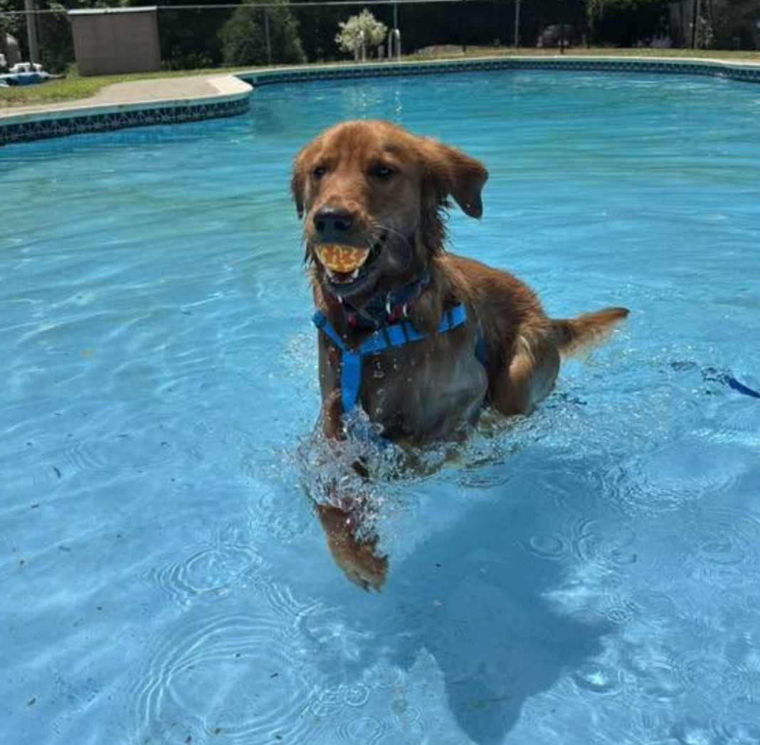 Yankee Golden Retriever Rescue | Hudson MA