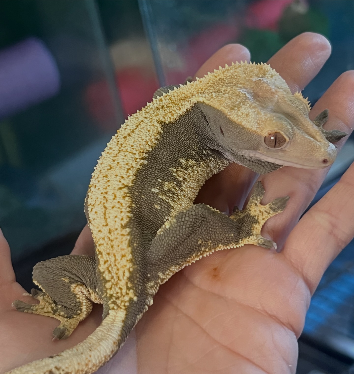 Aspiro Geckos