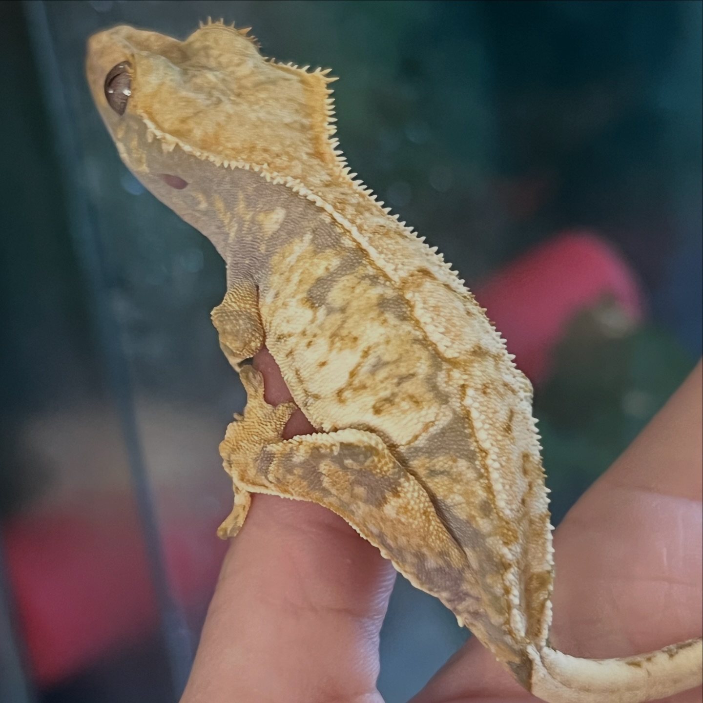 Aspiro Geckos