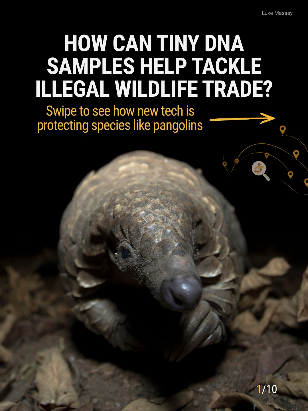 Wildlife traffickers leave clues they can't see 🧬🔬🦁 Swipe to