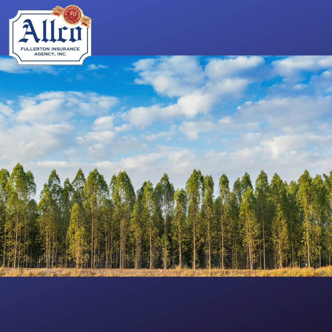 Allco - Fun Fact Friday There are more trees on Earth than stars in the ...
