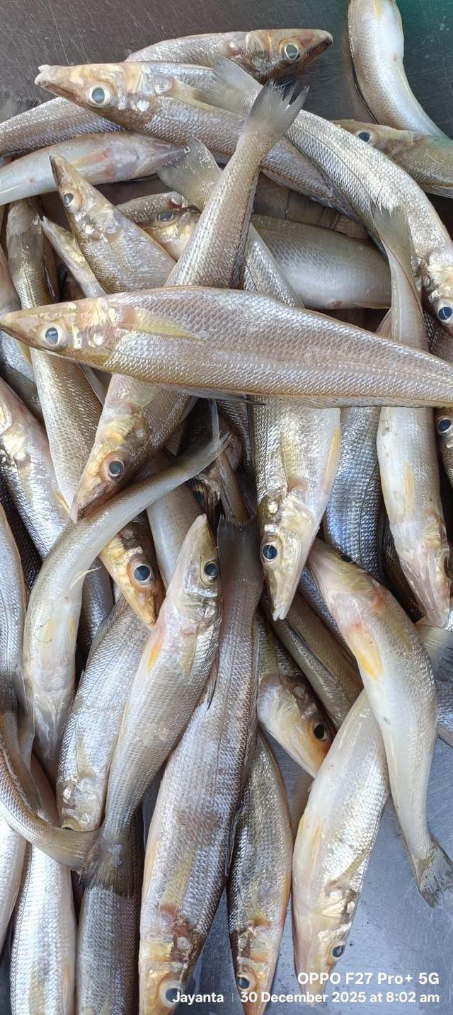Guess this fish name? - Kadal Raasa Fishing | Facebook