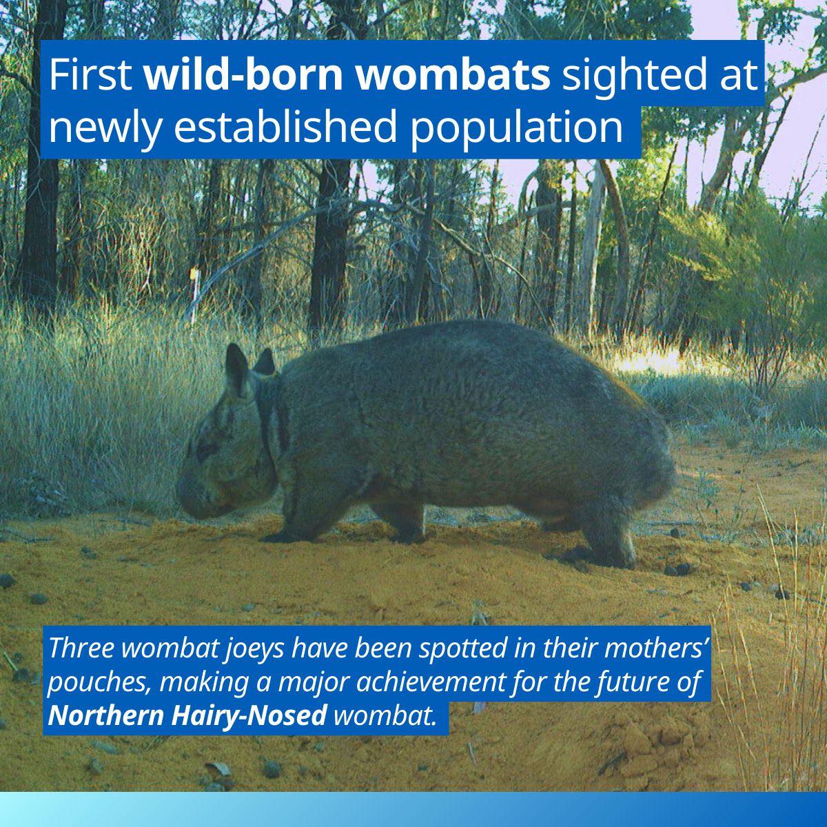 Womsat - Wombat Survey and Analysis Tools