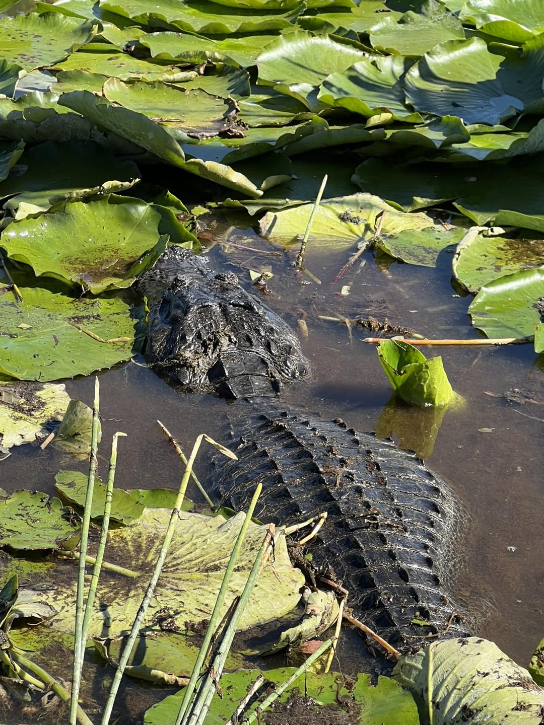 Swamp Donkey Airboat Rides... - Swamp Donkey Airboat Rides