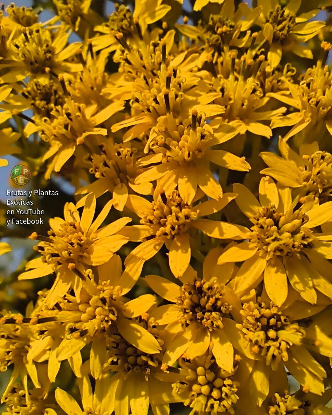 Frutas - Macro de las florecitas amarillas de 𝑉𝑒𝑟𝑏𝑒𝑠𝑖𝑛𝑎 𝑓𝑎𝑠𝑡𝑖𝑔𝑖𝑎𝑡𝑎 ...