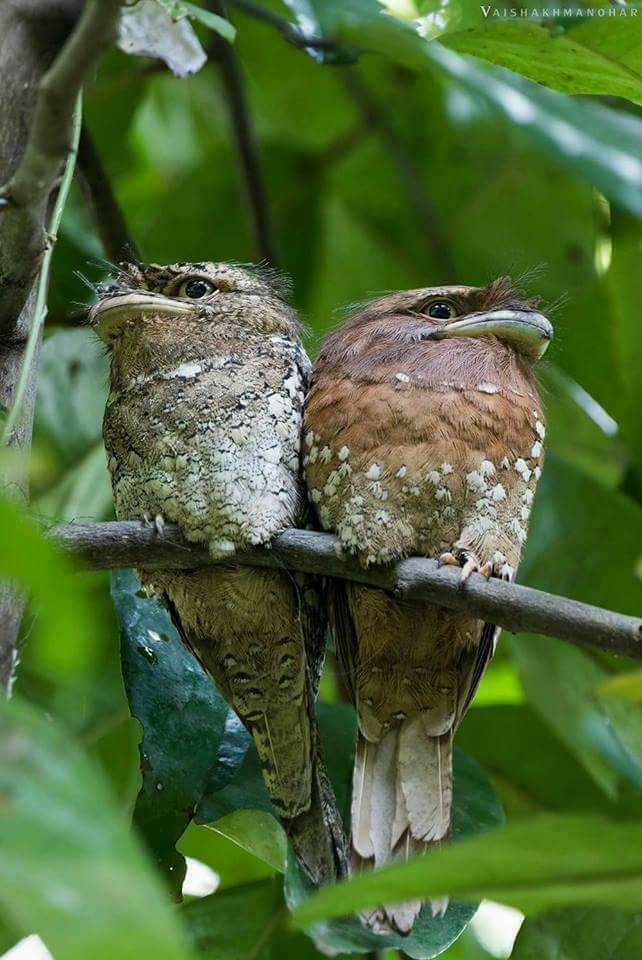 Kaattaadi - കാറ്റാടി