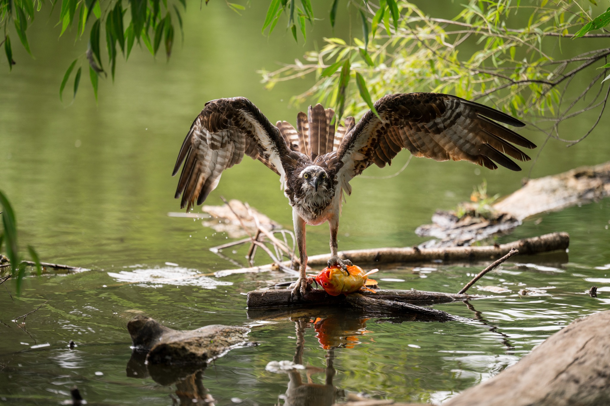 dead by daylite compatibility osprey Backpack (10002926)  In Unison Apparel Nature caught in the act!