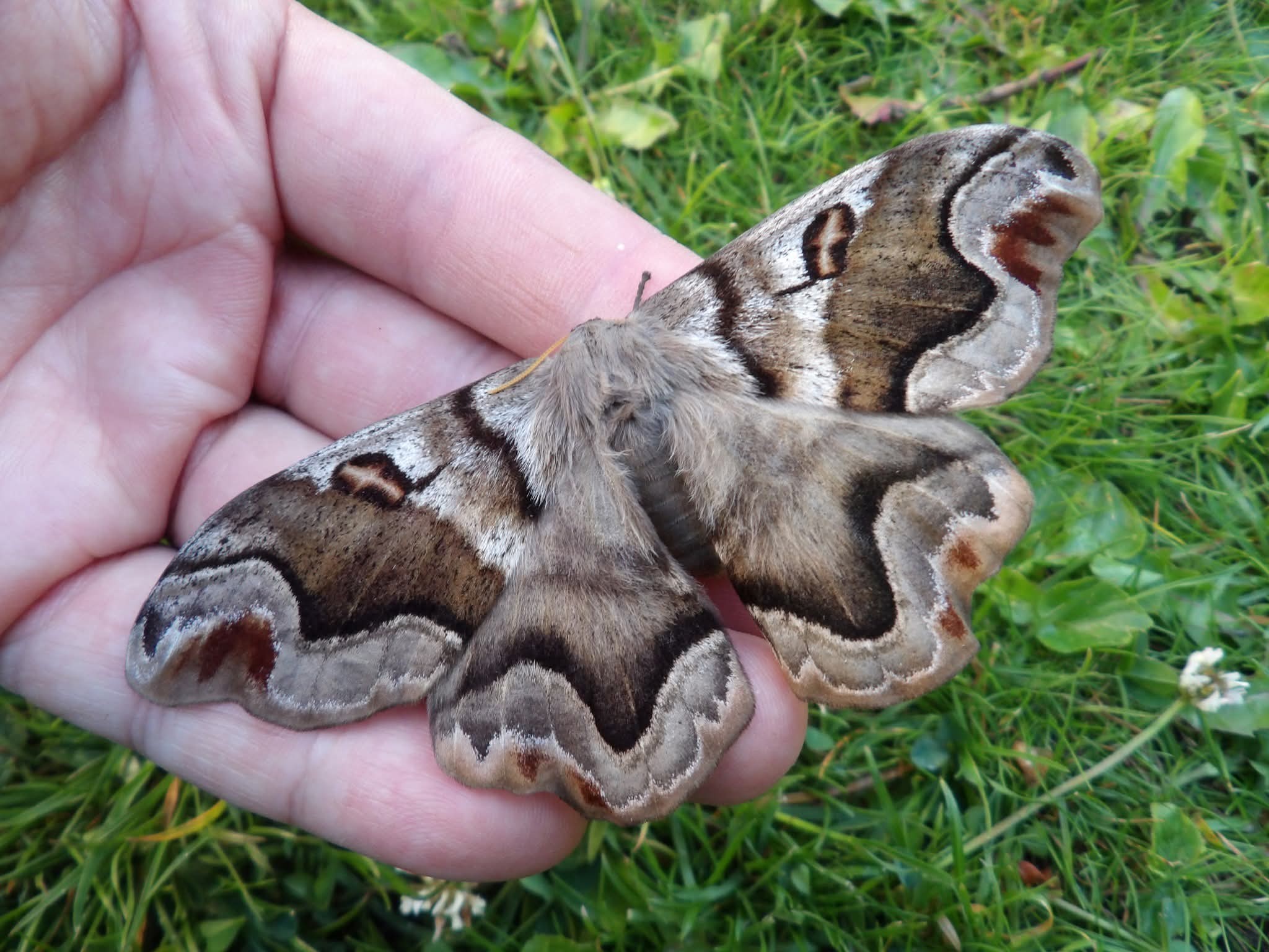 Ceranchia apollina