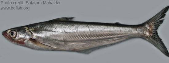 Local - *Assamese name: Neria *Binomial name: Clupisoma garua *English ...