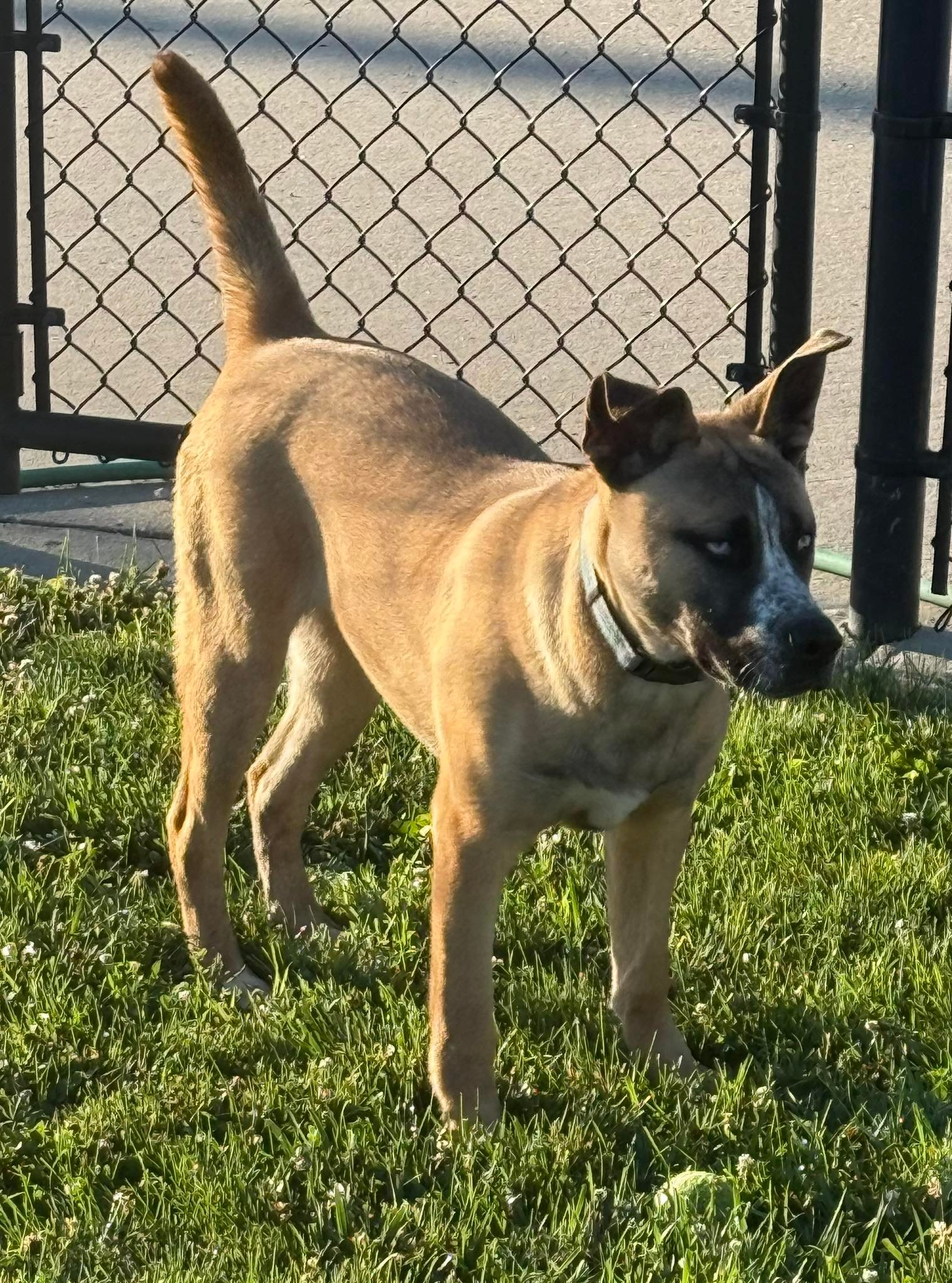 Meet Zander, adoptable pit bull mix at Atlantic Animal Shelter
