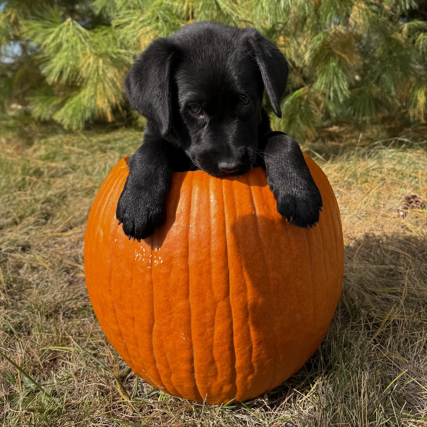 Bennington Retrievers added a new... - Bennington Retrievers