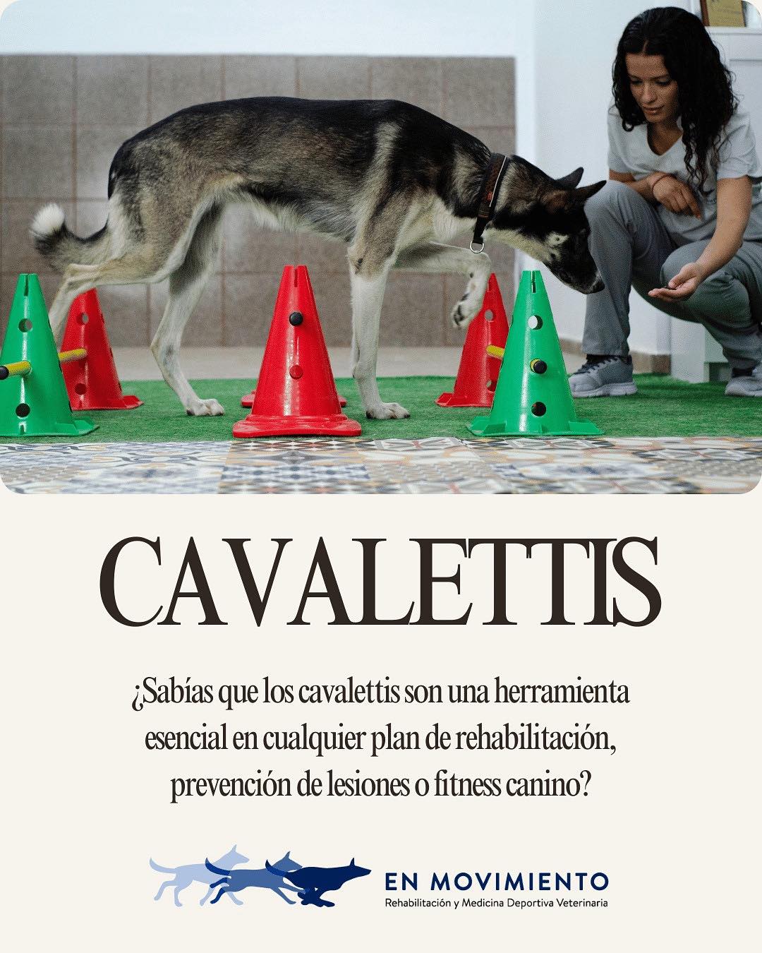 En - ¿Sabías que los cavalettis son una herramienta esencial en ...