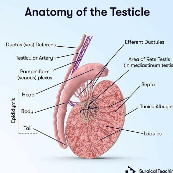 Dr. Muhammed - Anatomy of Testical ️ | Facebook