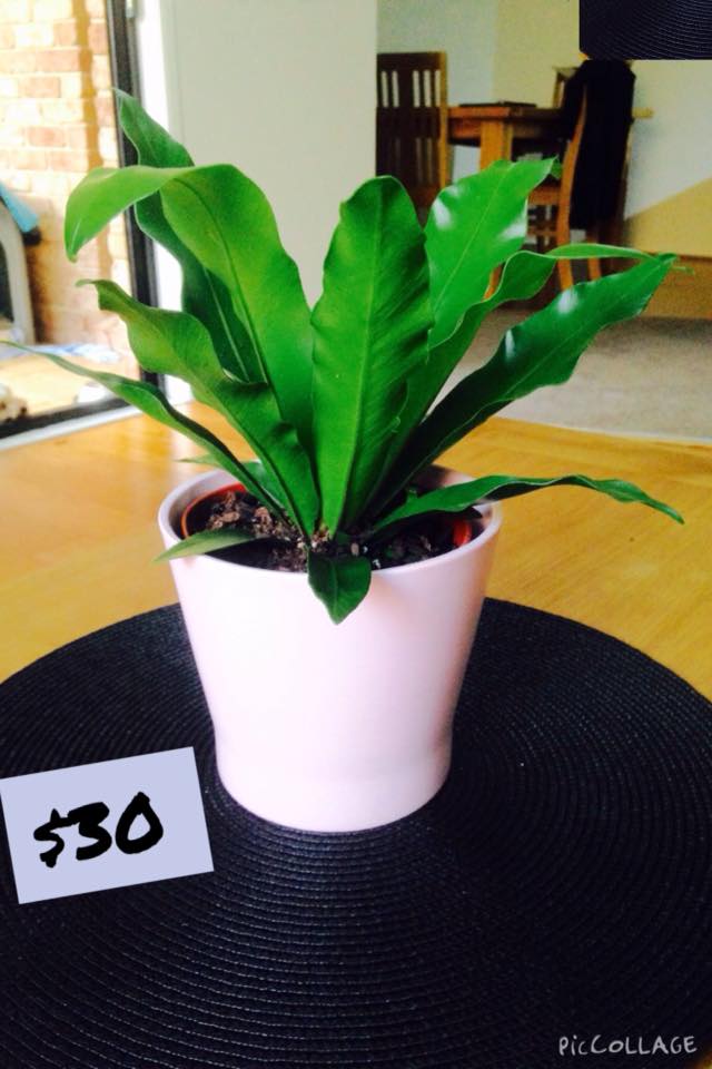 Canberra Indoor Plants Home
