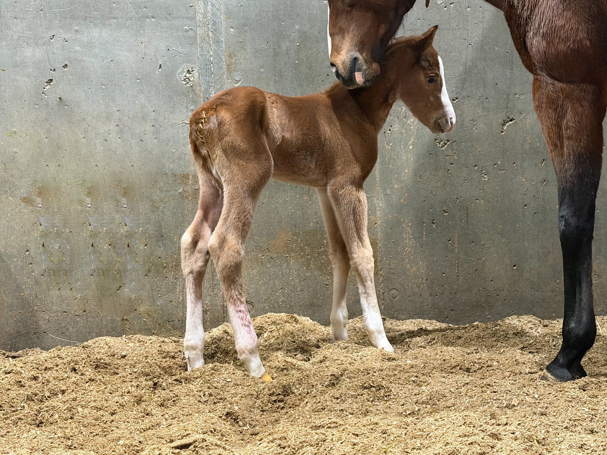 Leeman Farm - Welcome to the world, Sterling, a colt by... | Facebook
