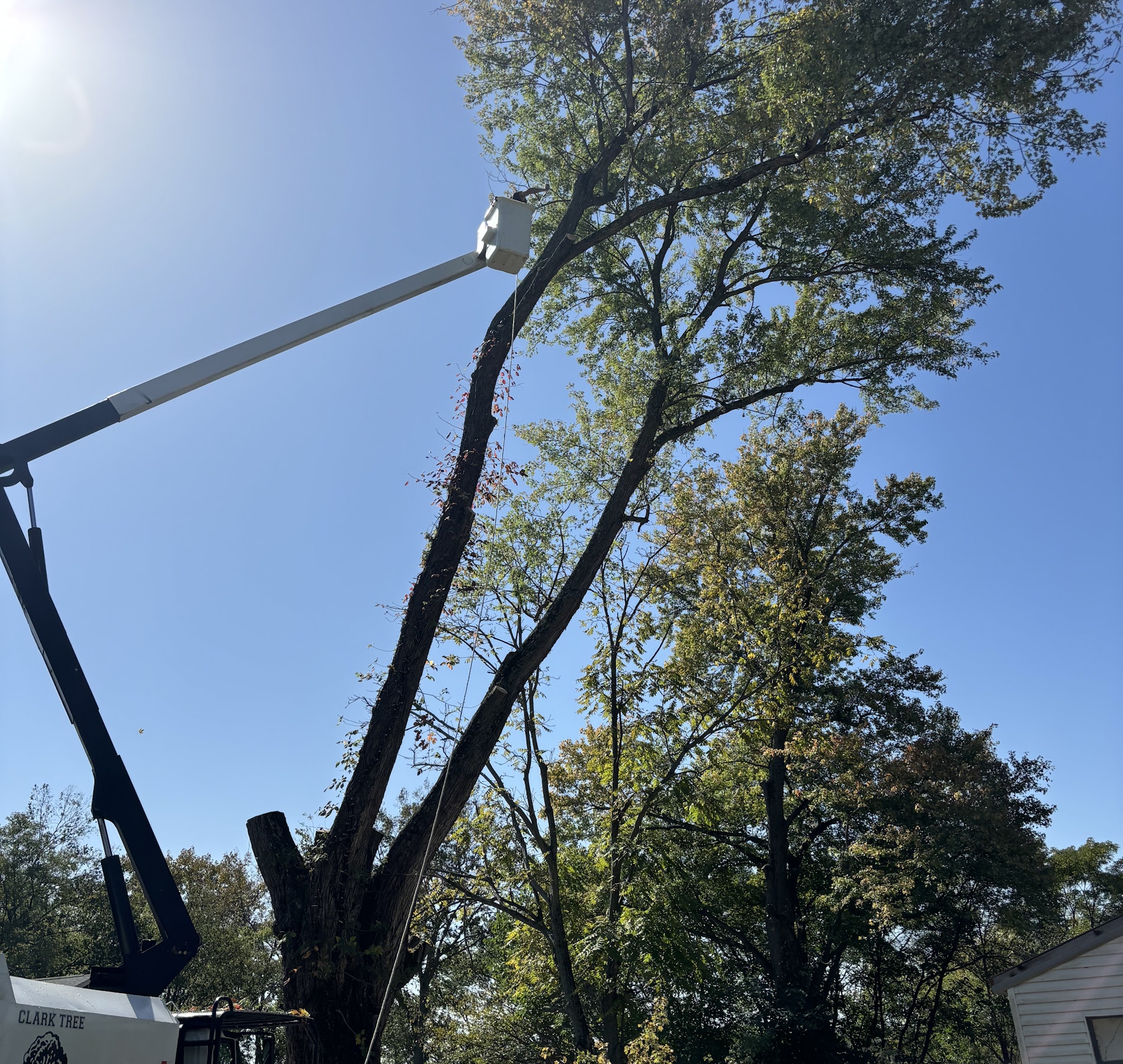 Clark Tree Service added a new photo. - Clark Tree Service
