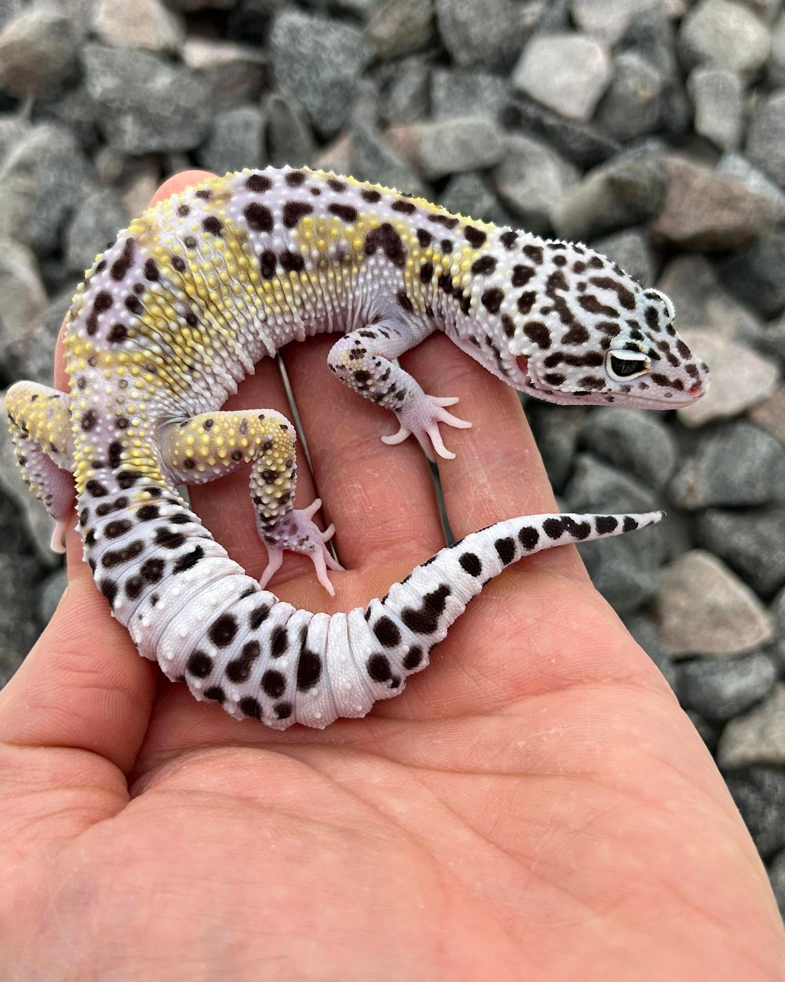 What a beautiful Satpura leopard gecko cross at Xtreme Exotics