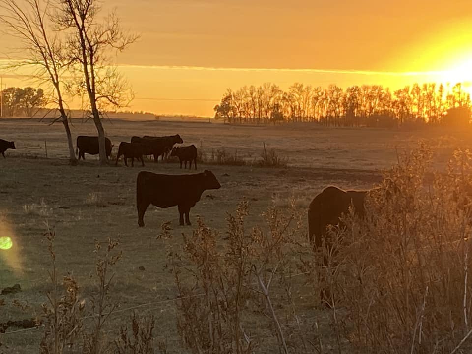 McCumber Angus Ranch added a new photo. - McCumber Angus Ranch
