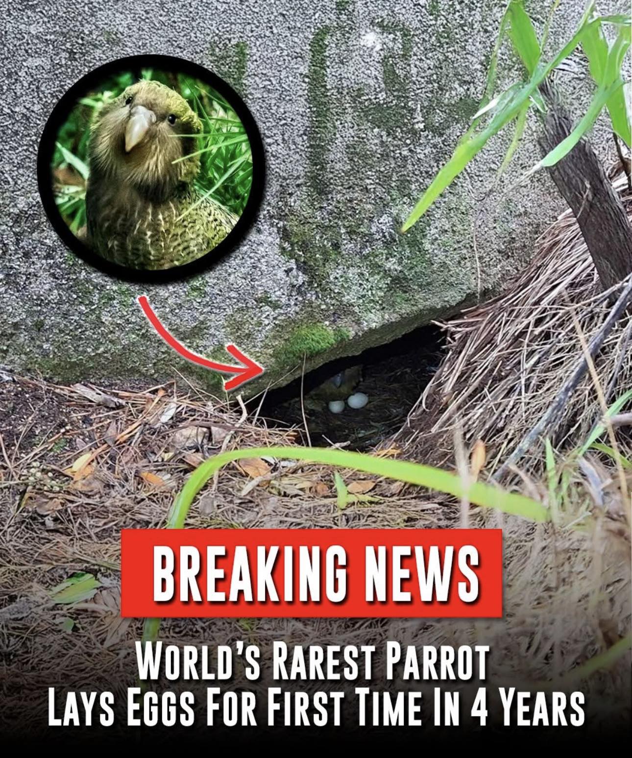 Carolin - The World's rarest parrot, the Kākāpō, has laid eggs for the ...