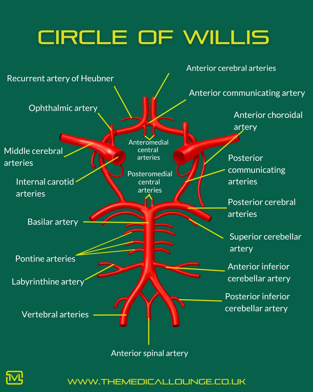 Circle of Willis 🧠🩸 Your brain’s... - The Medical Lounge | Facebook