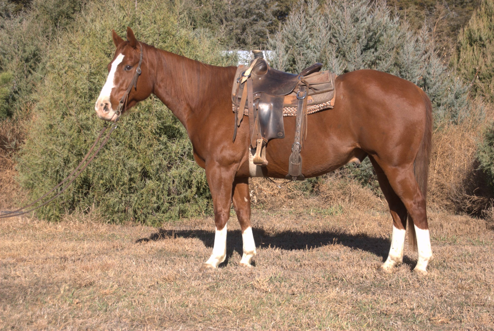 Jensen Ranch and Rope Horses