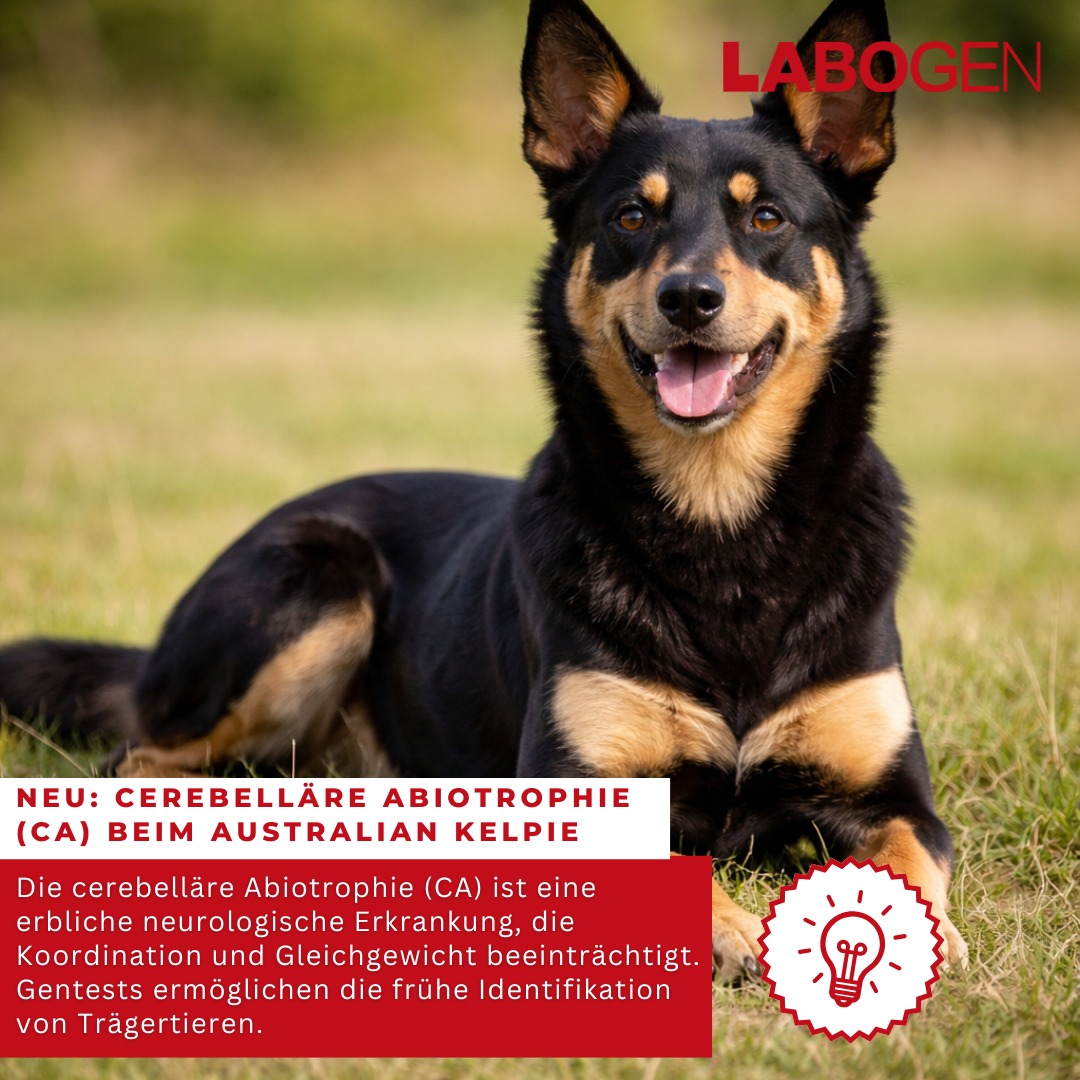 🐾 NEU bei Labogen:... - Labogen - Die Genetik von Laboklin | Facebook