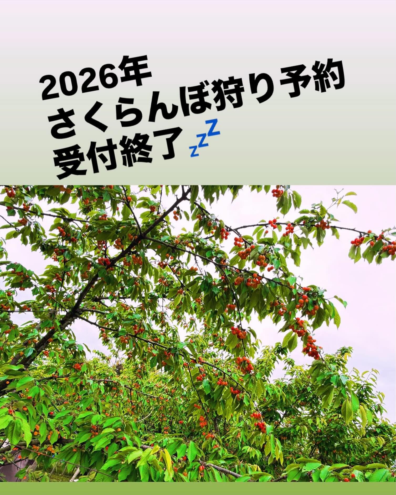しまむら農園 | Koshu-shi Yamanashi
