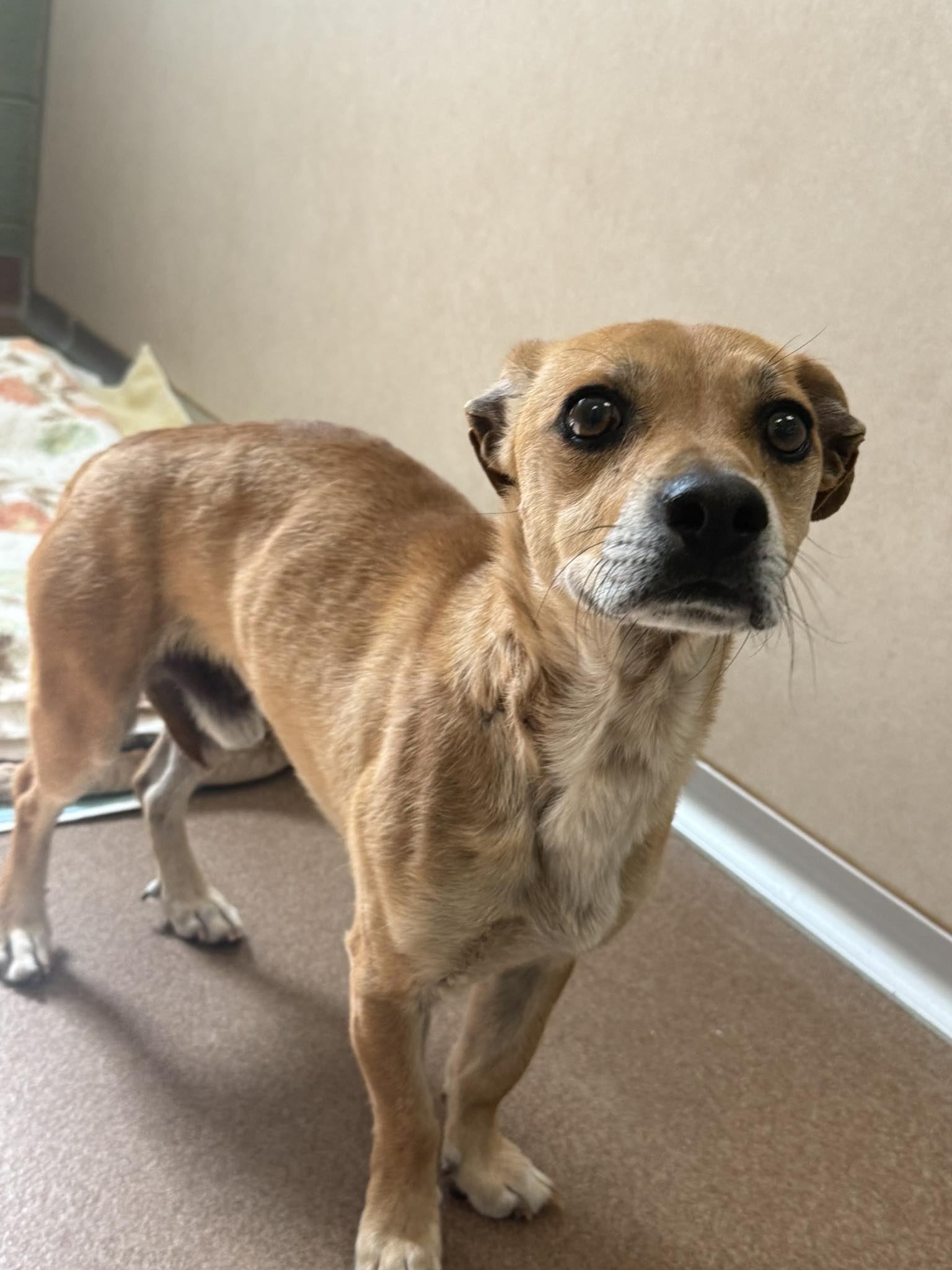Stray male chihuahua mix brought in from off of Red Rock Loop this