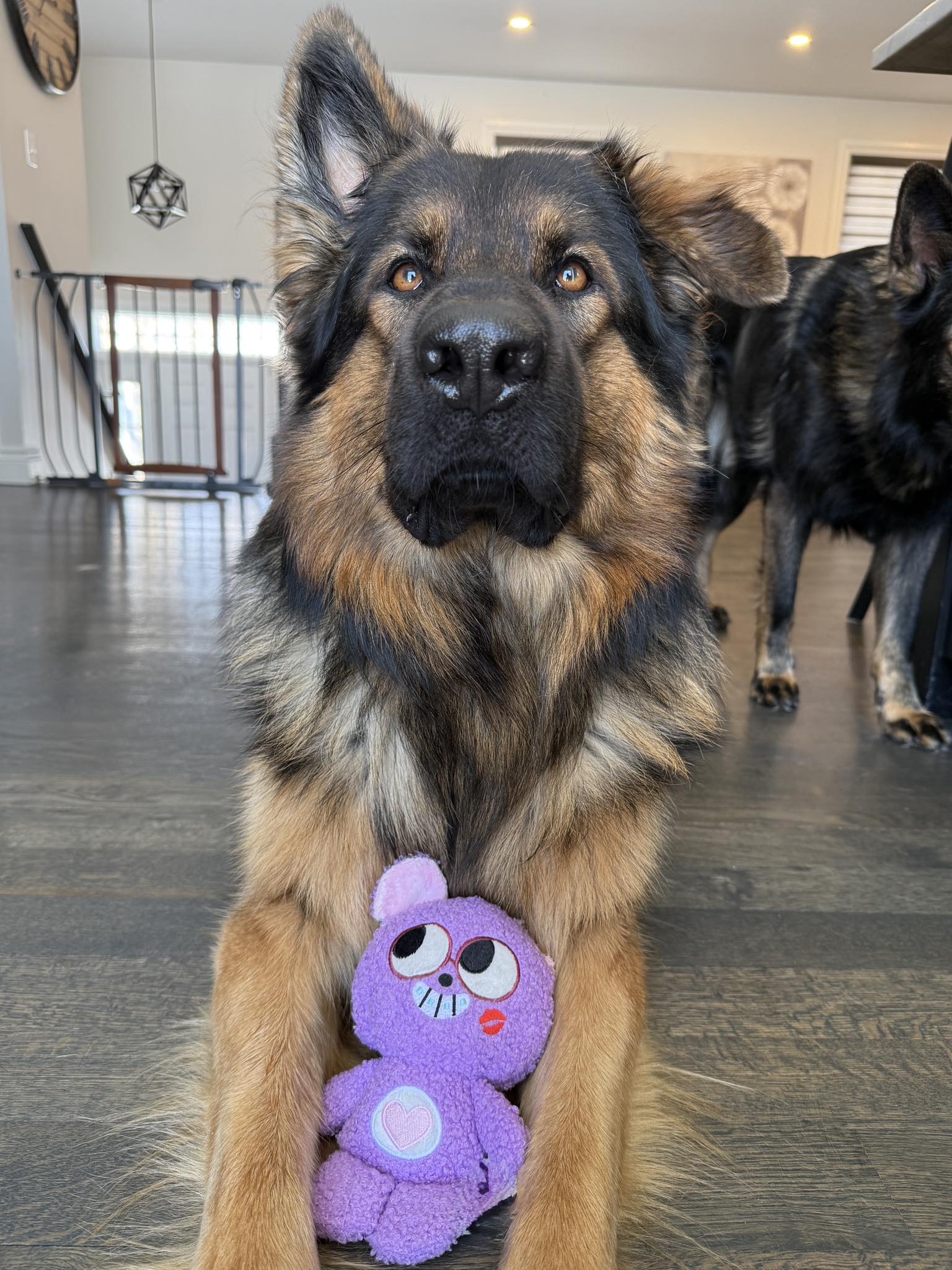 Jade the Sable GSD