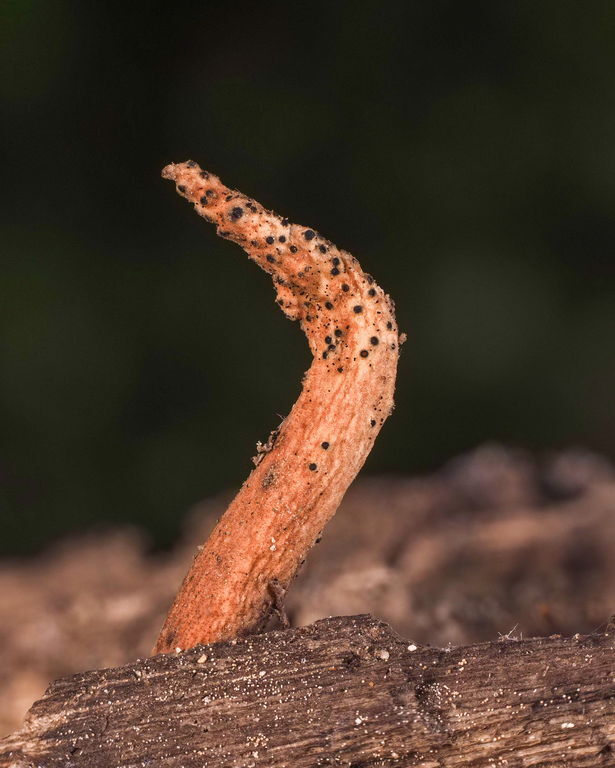 TRACY.FUNGUS 完売間近！！ You're looking at the first-ever iNaturalist record of the fungus