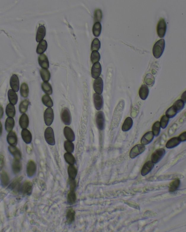 You're looking at the first-ever iNaturalist record of the fungus