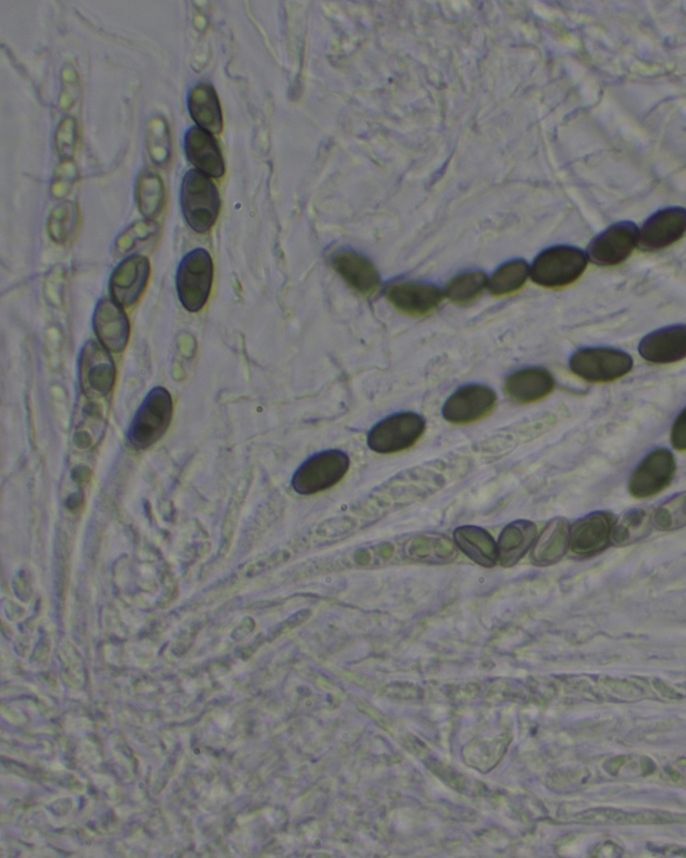 You're looking at the first-ever iNaturalist record of the fungus