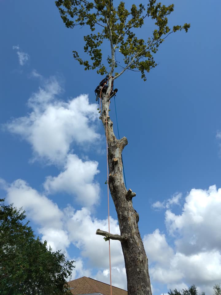 Trees.Guru | Lutz FL