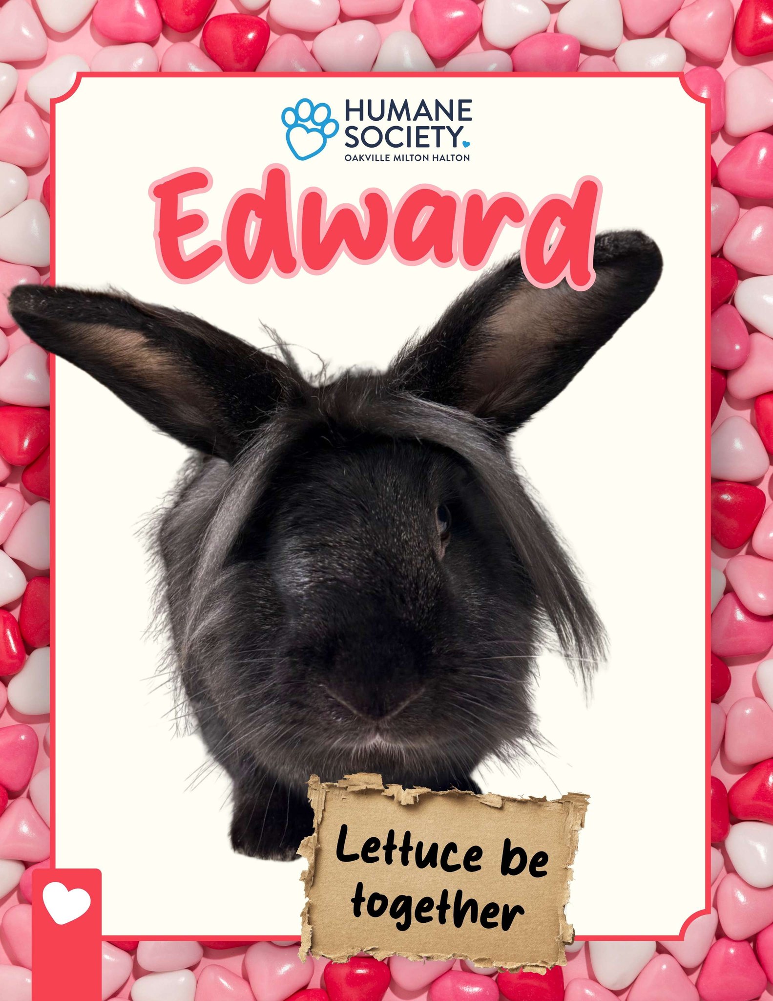Lettuce be... - Humane Society of Oakville, Milton & Halton | Facebook